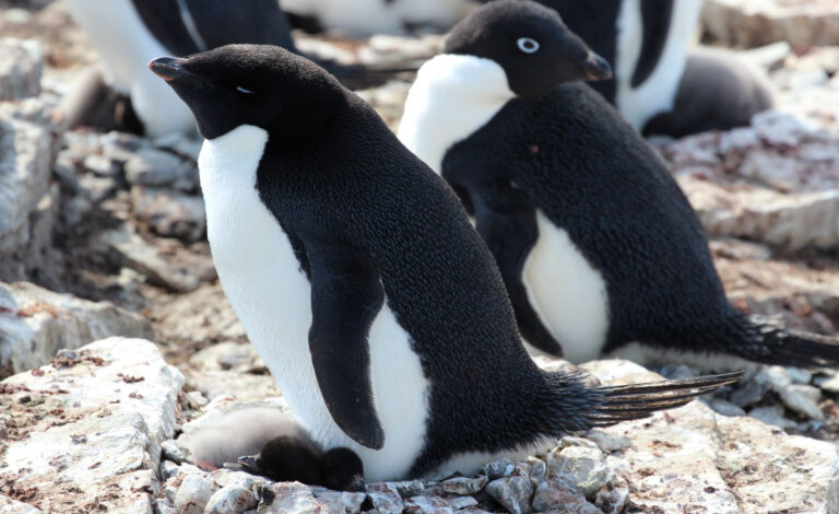 Pinguinos, Antártida, Medio Ambiente