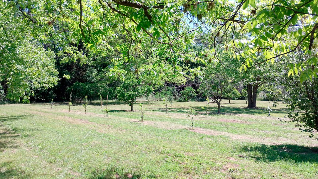 Congregación Evangélica Alemana en Buenos Aires, CEABA, Sostenibilidad, Educación ambiental, Baradero, Arborización, Huella de carbono, Responsabilidad social, Comunidad germanoparlante, Reforestación, Desarrollo infantil, Biodiversidad en Argentina