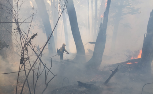 Brigadista, fuegos forestales