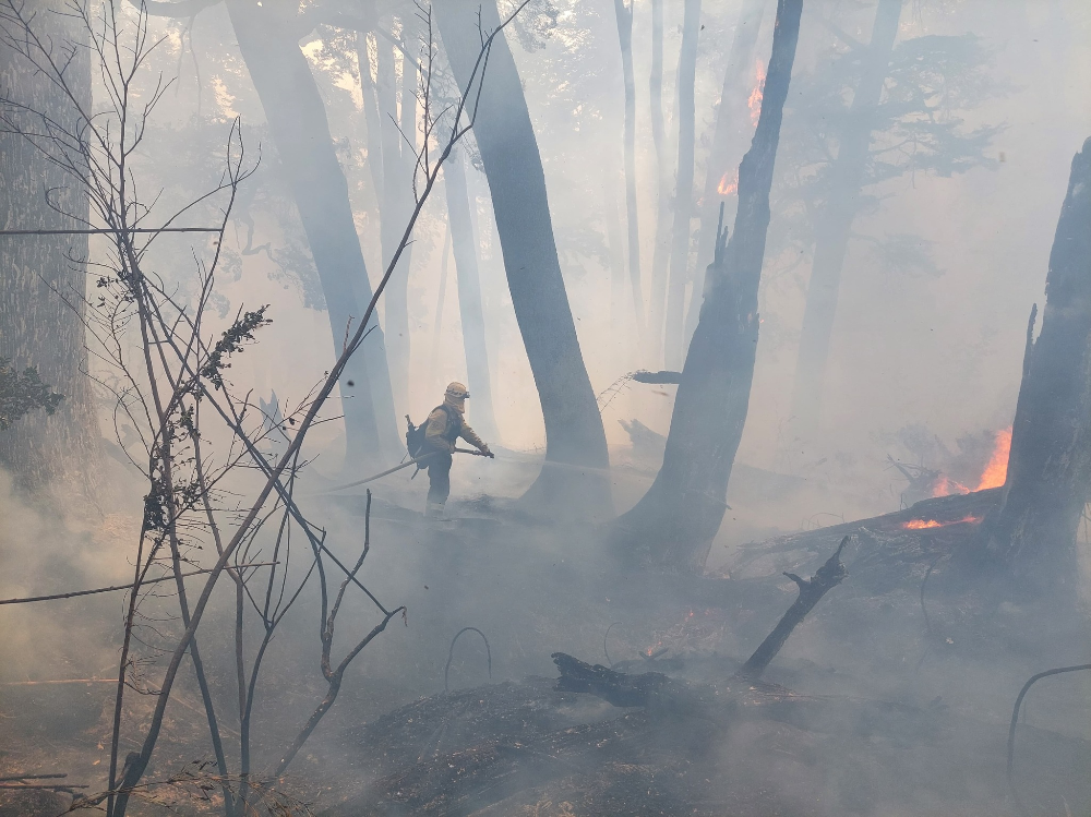 Brigadista, fuegos forestales