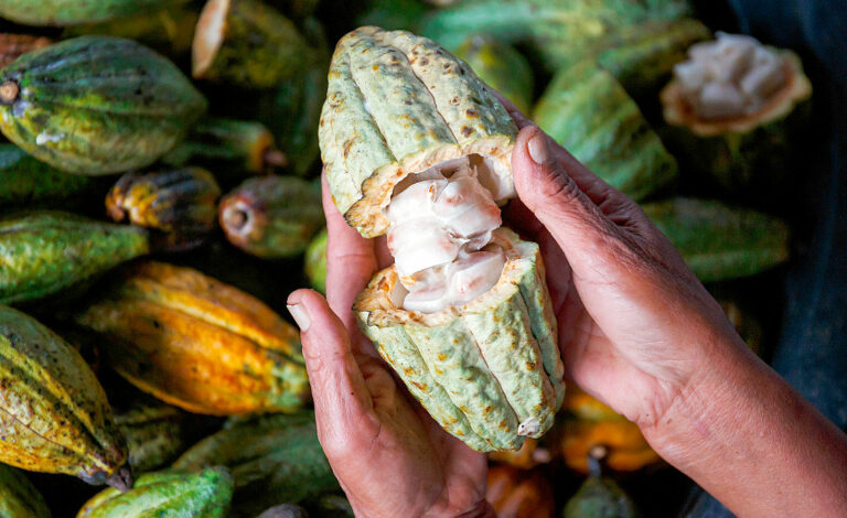 chocolate, cacao, ETH Zurich, Innovación alimentaria, Sustentabilidad, Agroindustria, Ciencia suiza, Agricultura regenerativa, Pequeños productores, Koa, Felchlin, Nutrición, Tecnología de alimentos, Consumo responsable, Alimentos funcionales