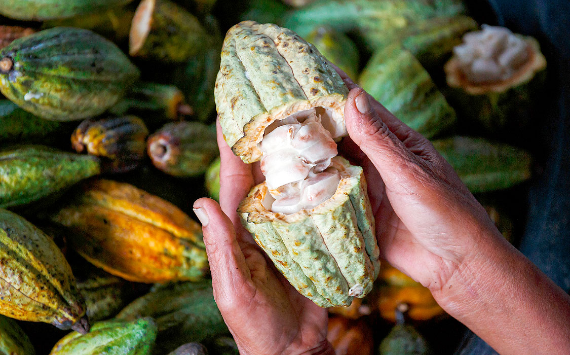 Chocolate Revolution 2025 - News Directory 3