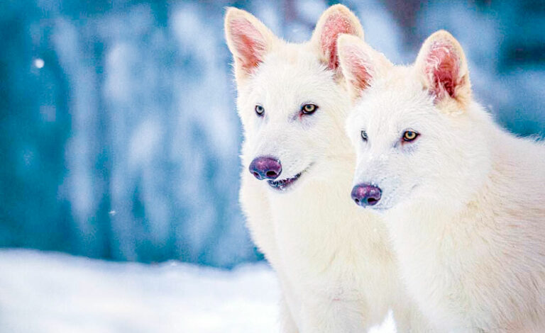extinción, genética, Dire Wolf, ciencia, biodiversidad, tecnología, lobos, especies extintas, conservación, medio ambiente, biotecnología, ADN antiguo, ecología