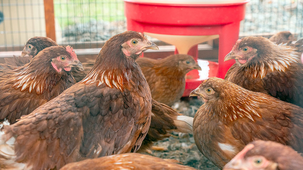 huevos, Pascua, Alemania, gripe aviar, alimentación, precios, consumo, bienestar animal, producción avícola, sostenibilidad, comercio internacional, industria alimentaria