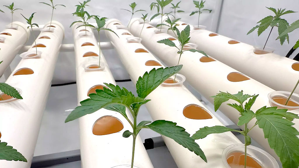 Baviera, Franken Cannabis, cannabis, prohibición cannabis Baviera, cannabis legalización Alemania, fallo Tribunal Administrativo Bayreuth, Markus Söder cannabis oposición, Ministerio de Construcción Baviera, uso del suelo cannabis Alemania, legalización parcial cannabis 2024, clubes cannábicos Alemania