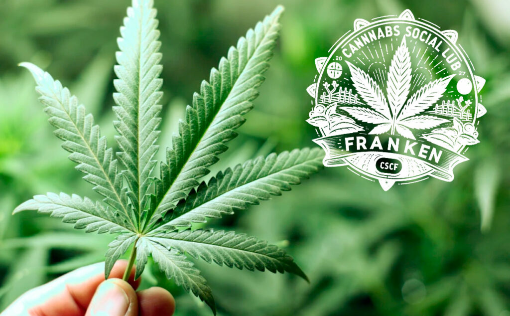 Baviera, Franken Cannabis, cannabis, prohibición cannabis Baviera, cannabis legalización Alemania, fallo Tribunal Administrativo Bayreuth, Markus Söder cannabis oposición, Ministerio de Construcción Baviera, uso del suelo cannabis Alemania, legalización parcial cannabis 2024, clubes cannábicos Alemania