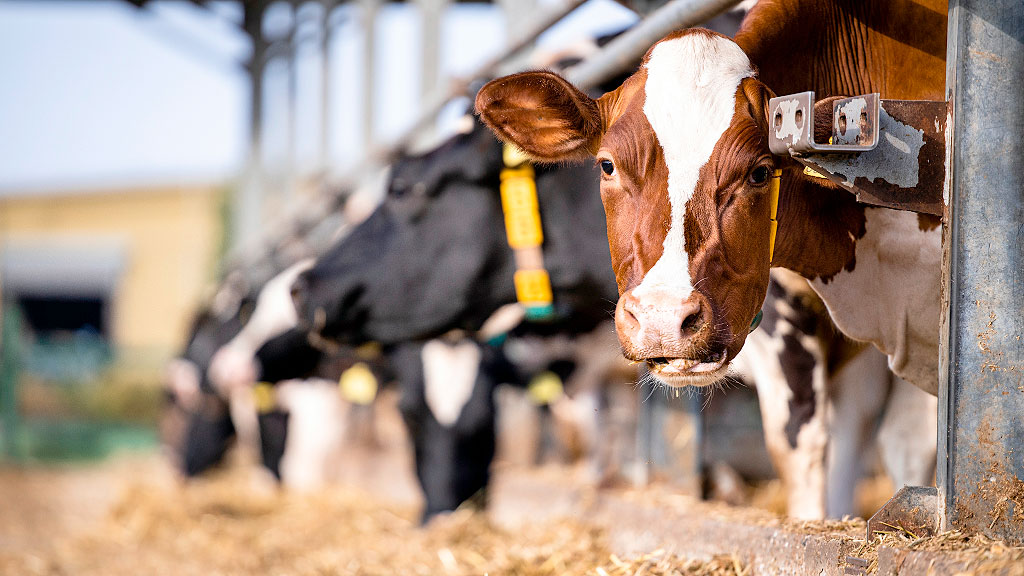 bife, carne vacuna, Alemania, precios en Alemania, ganadería europea, precios carne Europa 2025, precio del bife Alemania, ganadería en crisis, lengua azul ganado, acuerdo Mercosur Unión Europea, exportación carne Argentina, consumo de carne en Europa, crisis carne Alemania