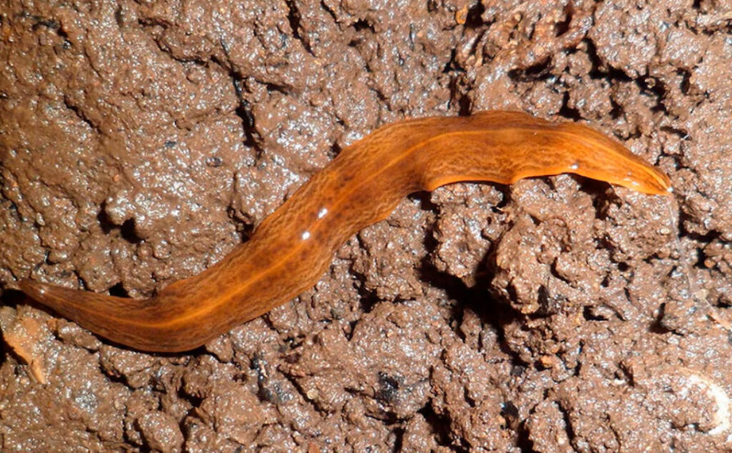 Austria, gusano, Argentina, Obama nungara