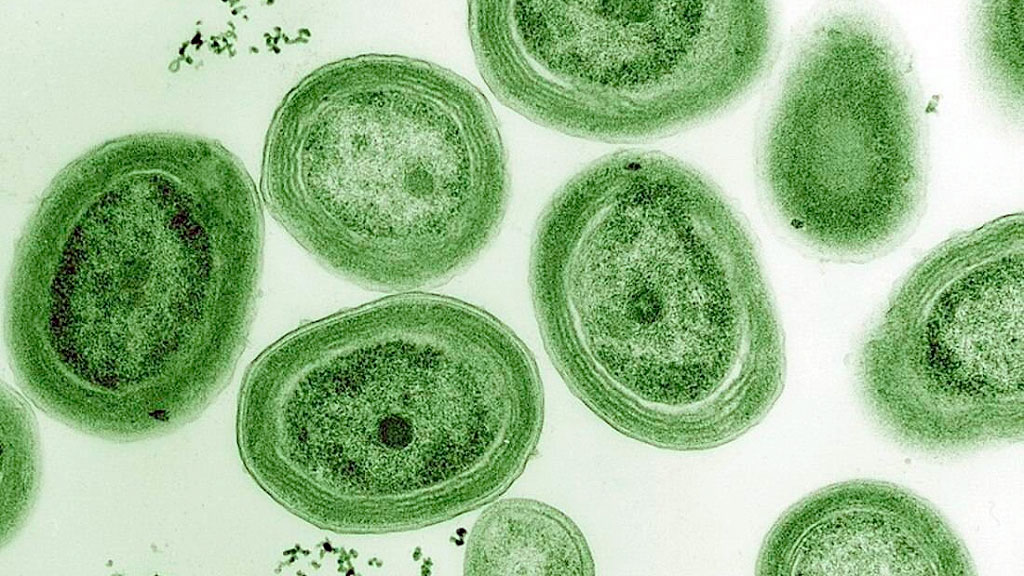 Escuela Politécnica Federal de Zúrich, Cianobacterias, Nature, hormigón ecológico Suiza, material construcción sostenible, ETH Zúrich, captura CO2 edificios, biomineralización, hormigón autorreparable, emisiones cemento, construcción sustentable