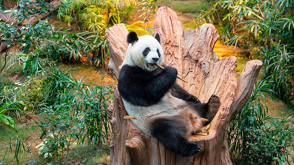 pandas gigantes, China, Múnich, zoológico Hellabrunn, diplomacia, Baviera, Markus Söder, conservación, Alemania, relaciones internacionales
