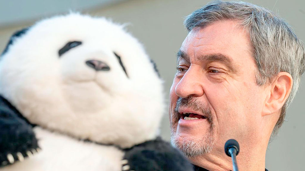 pandas gigantes, China, Múnich, zoológico Hellabrunn, diplomacia, Baviera, Markus Söder, conservación, Alemania, relaciones internacionales
