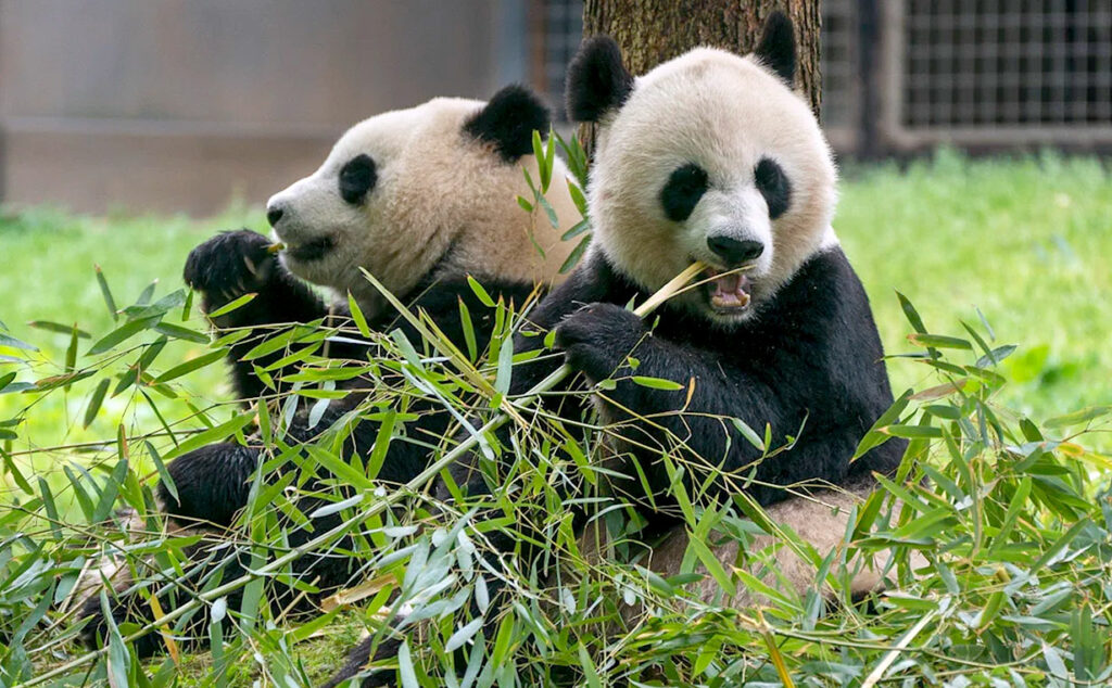 pandas gigantes, China, Múnich, zoológico Hellabrunn, diplomacia, Baviera, Markus Söder, conservación, Alemania, relaciones internacionales