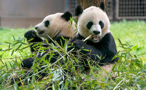 pandas gigantes, China, Múnich, zoológico Hellabrunn, diplomacia, Baviera, Markus Söder, conservación, Alemania, relaciones internacionales