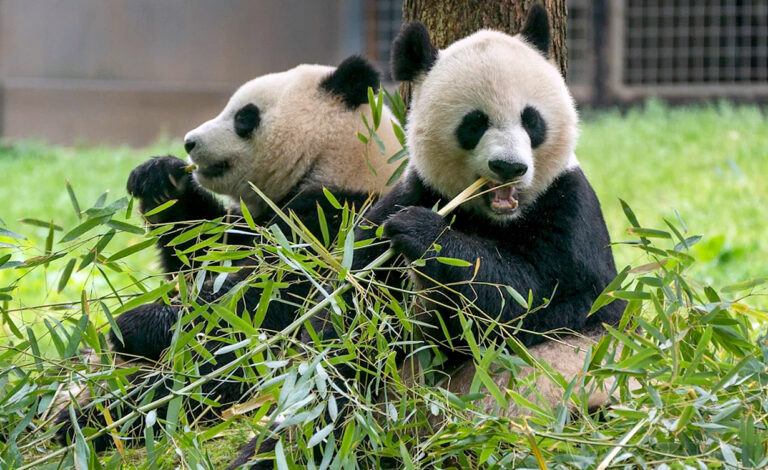 pandas gigantes, China, Múnich, zoológico Hellabrunn, diplomacia, Baviera, Markus Söder, conservación, Alemania, relaciones internacionales