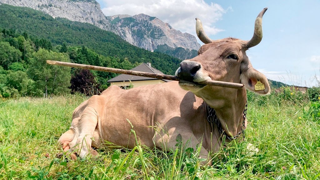 Veronika, uso de herramientas, Current Biology, inteligencia bovina, cognición ganado, Universidad Medicina Veterinaria Viena, comportamiento animal, bienestar animal, chimpancés herramientas