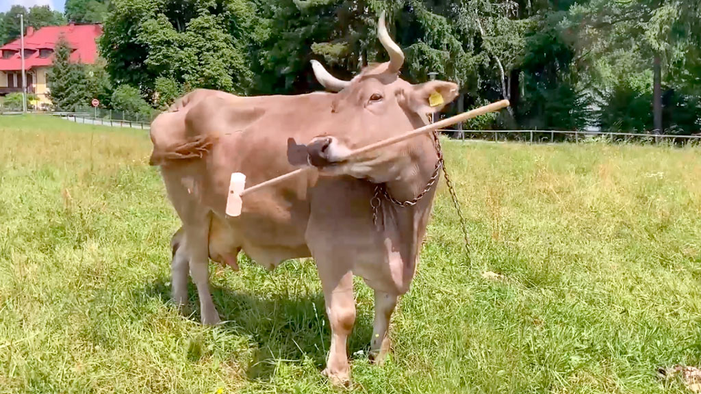 Veronika, uso de herramientas, Current Biology, inteligencia bovina, cognición ganado, Universidad Medicina Veterinaria Viena, comportamiento animal, bienestar animal, chimpancés herramientas