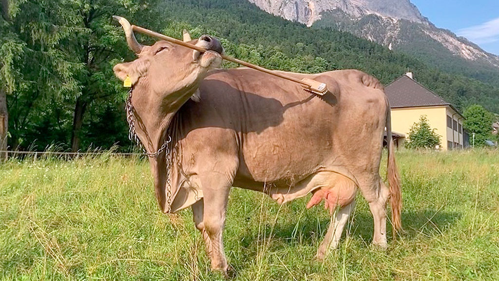 Veronika, uso de herramientas, Current Biology, inteligencia bovina, cognición ganado, Universidad Medicina Veterinaria Viena, comportamiento animal, bienestar animal, chimpancés herramientas