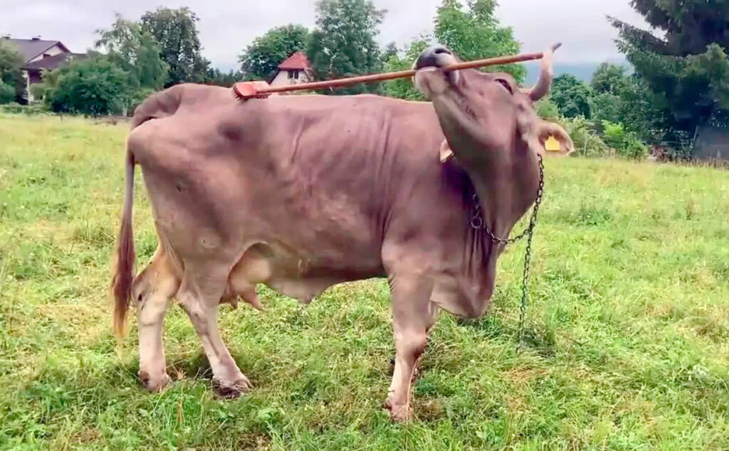 Veronika, uso de herramientas, Current Biology, inteligencia bovina, cognición ganado, Universidad Medicina Veterinaria Viena, comportamiento animal, bienestar animal, chimpancés herramientas