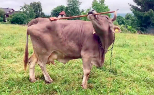 Veronika, uso de herramientas, Current Biology, inteligencia bovina, cognición ganado, Universidad Medicina Veterinaria Viena, comportamiento animal, bienestar animal, chimpancés herramientas
