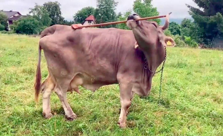 Veronika, uso de herramientas, Current Biology, inteligencia bovina, cognición ganado, Universidad Medicina Veterinaria Viena, comportamiento animal, bienestar animal, chimpancés herramientas
