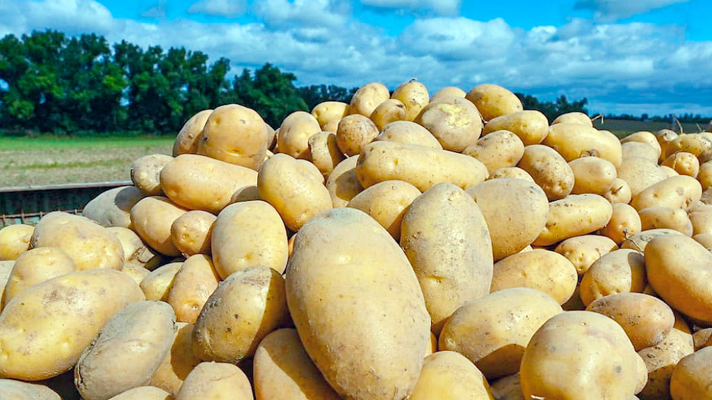 papas, empresa agrícola, Alemania, Osterland Agrar GmbH, Kartoffel-Flut, Frohburg, cosecha récord Alemania, excedente papas, agricultura alemana, distribución gratuita alimentos, crisis agrícola, Kartoffel-Flut, producción papas Alemania, Berlín distribución alimentos, agricultores alemanes