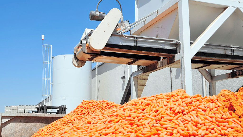 papas, empresa agrícola, Alemania, Osterland Agrar GmbH, Kartoffel-Flut, Frohburg, cosecha récord Alemania, excedente papas, agricultura alemana, distribución gratuita alimentos, crisis agrícola, Kartoffel-Flut, producción papas Alemania, Berlín distribución alimentos, agricultores alemanes