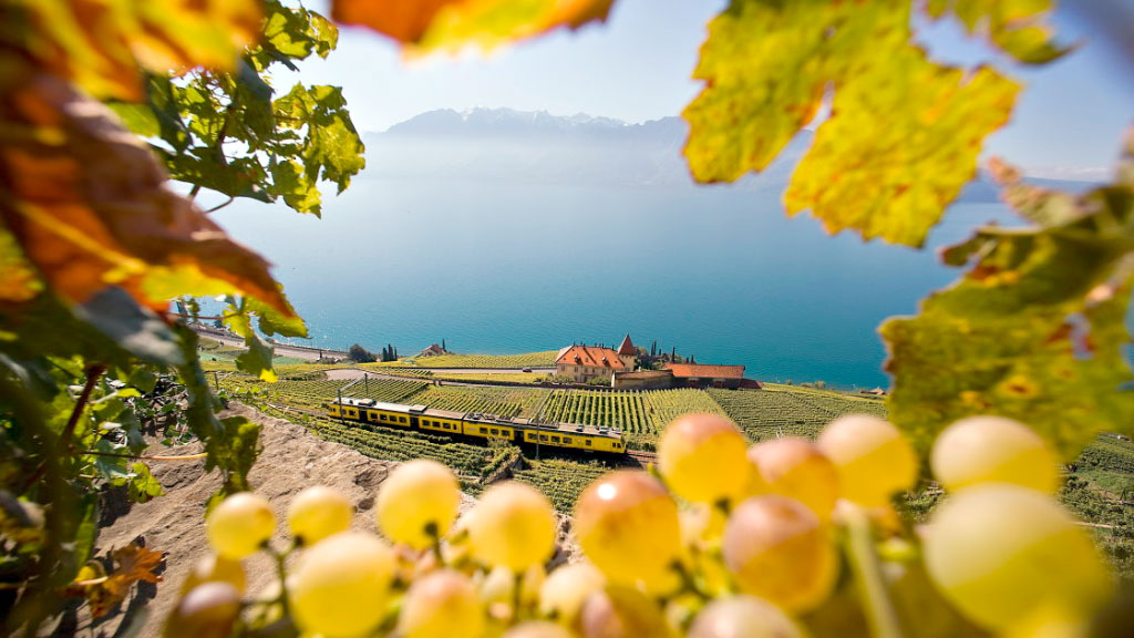 industria vitivinícola, cantón del Valais, suiza, viticultura Suiza crisis, viñedos Suiza arranque, consumo vino Suiza caída, bodega Schenk Suiza, vino Valais Vaud crisis, industria vitivinícola Suiza, vino argentino consumo caída