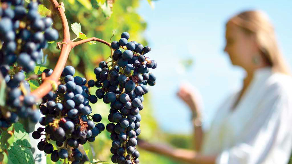 industria vitivinícola, cantón del Valais, suiza, viticultura Suiza crisis, viñedos Suiza arranque, consumo vino Suiza caída, bodega Schenk Suiza, vino Valais Vaud crisis, industria vitivinícola Suiza, vino argentino consumo caída