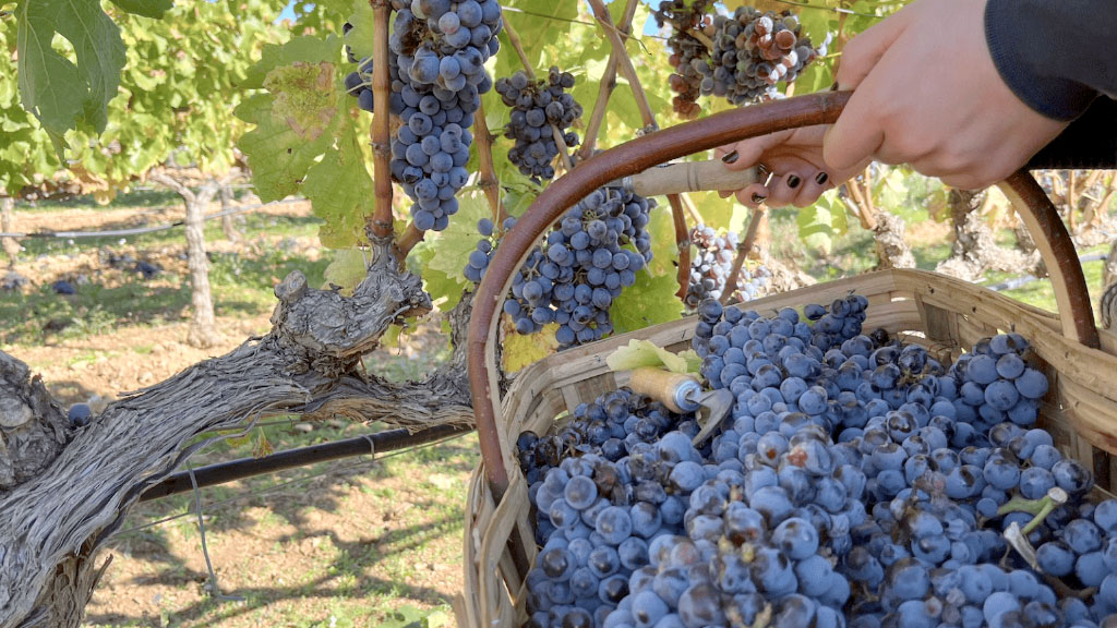 industria vitivinícola, cantón del Valais, suiza, viticultura Suiza crisis, viñedos Suiza arranque, consumo vino Suiza caída, bodega Schenk Suiza, vino Valais Vaud crisis, industria vitivinícola Suiza, vino argentino consumo caída