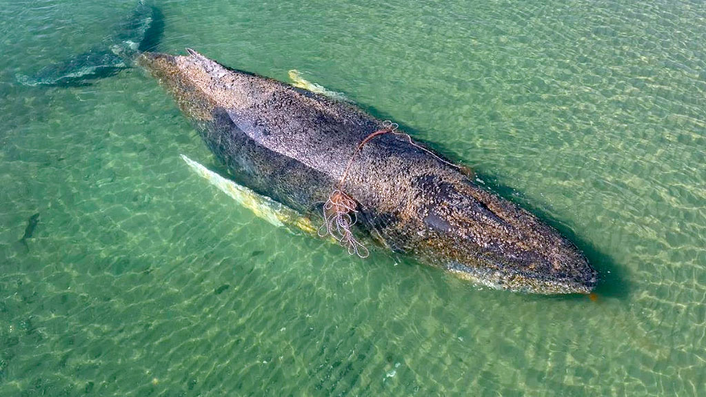 Timmy, ballena jorobada, mar Báltico, ballena jorobada varada Alemania, rescate ballena Wismar, ballena Báltico Alemania, Timmy ballena jorobada, rescate ballena Mecklemburgo, ballena Kirchsee, operativo rescate ballena DLRG, varamiento ballena mar Báltico