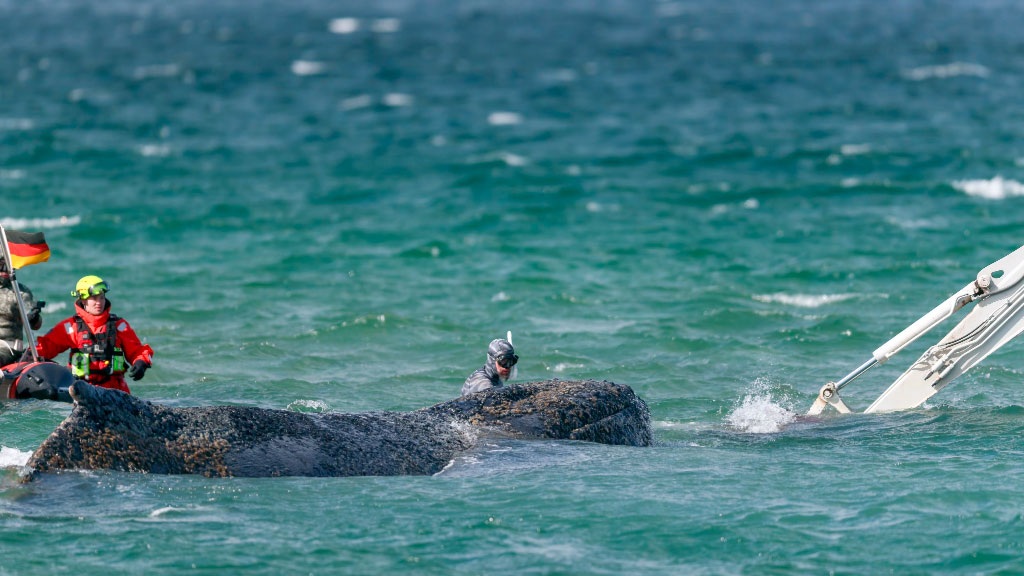 Timmy, ballena jorobada, mar Báltico, ballena jorobada varada Alemania, rescate ballena Wismar, ballena Báltico Alemania, Timmy ballena jorobada, rescate ballena Mecklemburgo, ballena Kirchsee, operativo rescate ballena DLRG, varamiento ballena mar Báltico