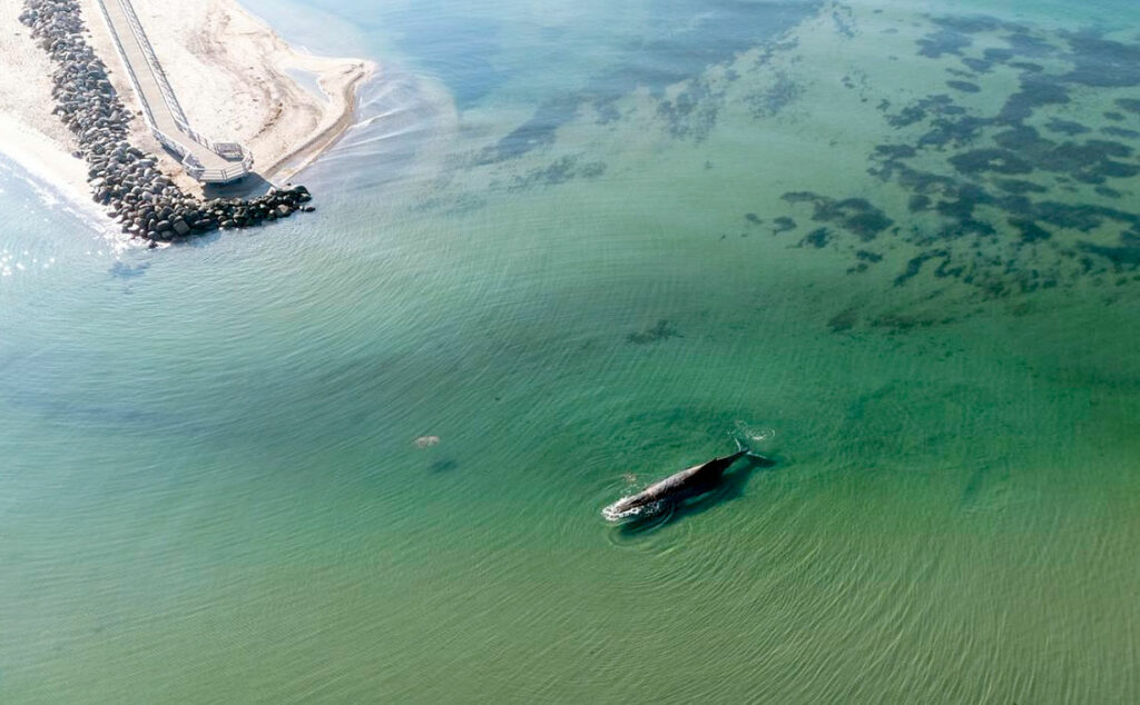 Timmy, ballena jorobada, mar Báltico, ballena jorobada varada Alemania, rescate ballena Wismar, ballena Báltico Alemania, Timmy ballena jorobada, rescate ballena Mecklemburgo, ballena Kirchsee, operativo rescate ballena DLRG, varamiento ballena mar Báltico