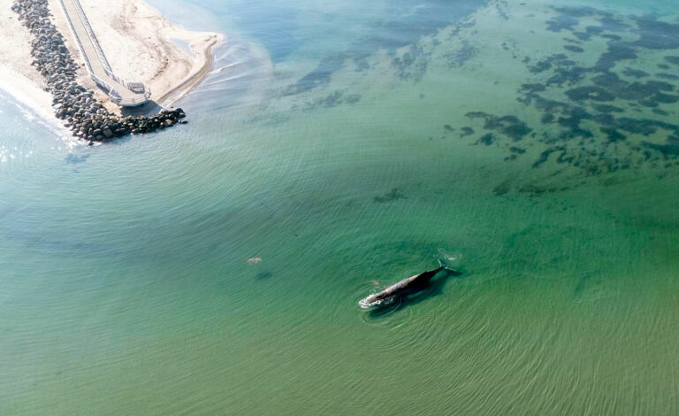 Timmy, ballena jorobada, mar Báltico, ballena jorobada varada Alemania, rescate ballena Wismar, ballena Báltico Alemania, Timmy ballena jorobada, rescate ballena Mecklemburgo, ballena Kirchsee, operativo rescate ballena DLRG, varamiento ballena mar Báltico