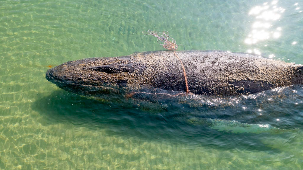 Timmy, Ballena jorobada, Mar Báltico, ballena varada Alemania, Timmy ballena Báltico, ballena jorobada mar Báltico, rescate ballena Wismar, ballena Poel Alemania