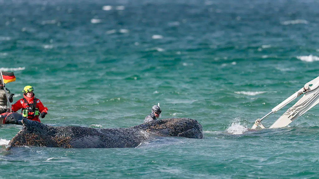 Timmy, Ballena jorobada, Mar Báltico, ballena varada Alemania, Timmy ballena Báltico, ballena jorobada mar Báltico, rescate ballena Wismar, ballena Poel Alemania