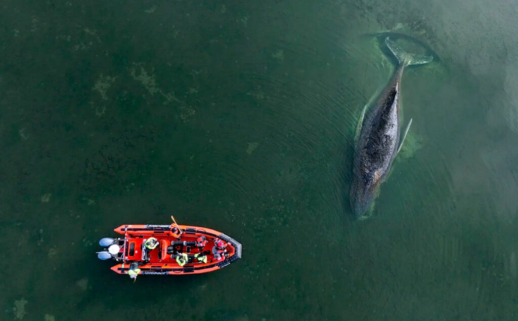 Timmy, Ballena jorobada, Mar Báltico, ballena varada Alemania, Timmy ballena Báltico, ballena jorobada mar Báltico, rescate ballena Wismar, ballena Poel Alemania