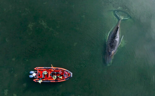 Timmy, Ballena jorobada, Mar Báltico, ballena varada Alemania, Timmy ballena Báltico, ballena jorobada mar Báltico, rescate ballena Wismar, ballena Poel Alemania