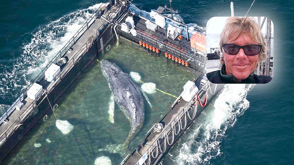 ballena, misión, Timmy, Rescate de ballena, Atlántico, ballena varada Báltico, operativo de rescate Timmy, Karin Walter-Mommert, Walter Gunz Media Markt, Mecklemburgo-Pomerania Occidental, Kerstin Tönnies, Till Backhaus, Fortuna B remolcador, Buckelwal Ostsee