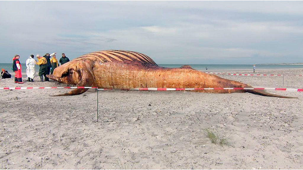 ballena jorobada, Alemania, Mar Báltico, Medio Ambiente, Dinamarca, Conservación marina, Biodiésel, Fauna marina, ballena jorobada Timmy, biocombustible a partir de ballenas, rescate de ballena en Alemania, ballena varada Alemania, muerte de la ballena Timmy, Daka Denmark, autopsia de ballena jorobada, isla danesa de Anholt, museo de historia natural de Copenhague, reciclaje de restos animales, biodiversidad marina, mar del Norte, mar Báltico, conservación de cetáceos, biodiésel en Dinamarca
