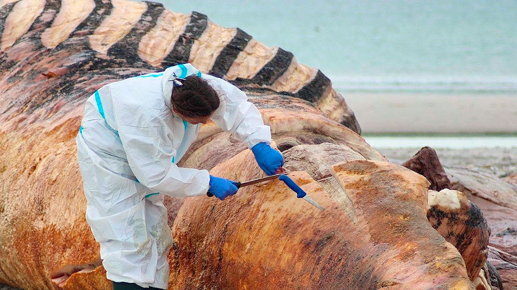 ballena jorobada, Alemania, Mar Báltico, Medio Ambiente, Dinamarca, Conservación marina, Biodiésel, Fauna marina, ballena jorobada Timmy, biocombustible a partir de ballenas, rescate de ballena en Alemania, ballena varada Alemania, muerte de la ballena Timmy, Daka Denmark, autopsia de ballena jorobada, isla danesa de Anholt, museo de historia natural de Copenhague, reciclaje de restos animales, biodiversidad marina, mar del Norte, mar Báltico, conservación de cetáceos, biodiésel en Dinamarca
