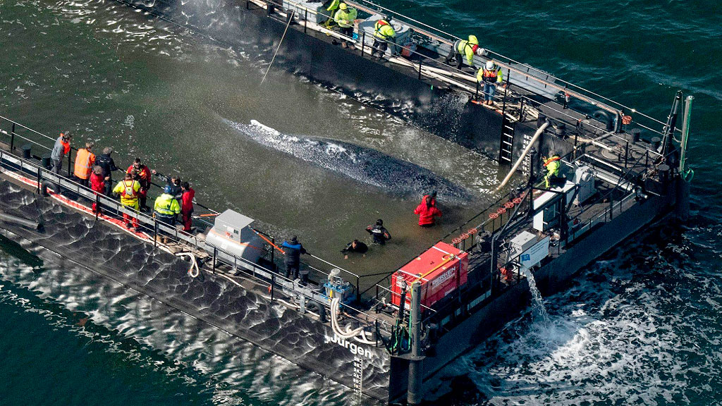 ballena jorobada, Alemania, Mar Báltico, Medio Ambiente, Dinamarca, Conservación marina, Biodiésel, Fauna marina, ballena jorobada Timmy, biocombustible a partir de ballenas, rescate de ballena en Alemania, ballena varada Alemania, muerte de la ballena Timmy, Daka Denmark, autopsia de ballena jorobada, isla danesa de Anholt, museo de historia natural de Copenhague, reciclaje de restos animales, biodiversidad marina, mar del Norte, mar Báltico, conservación de cetáceos, biodiésel en Dinamarca