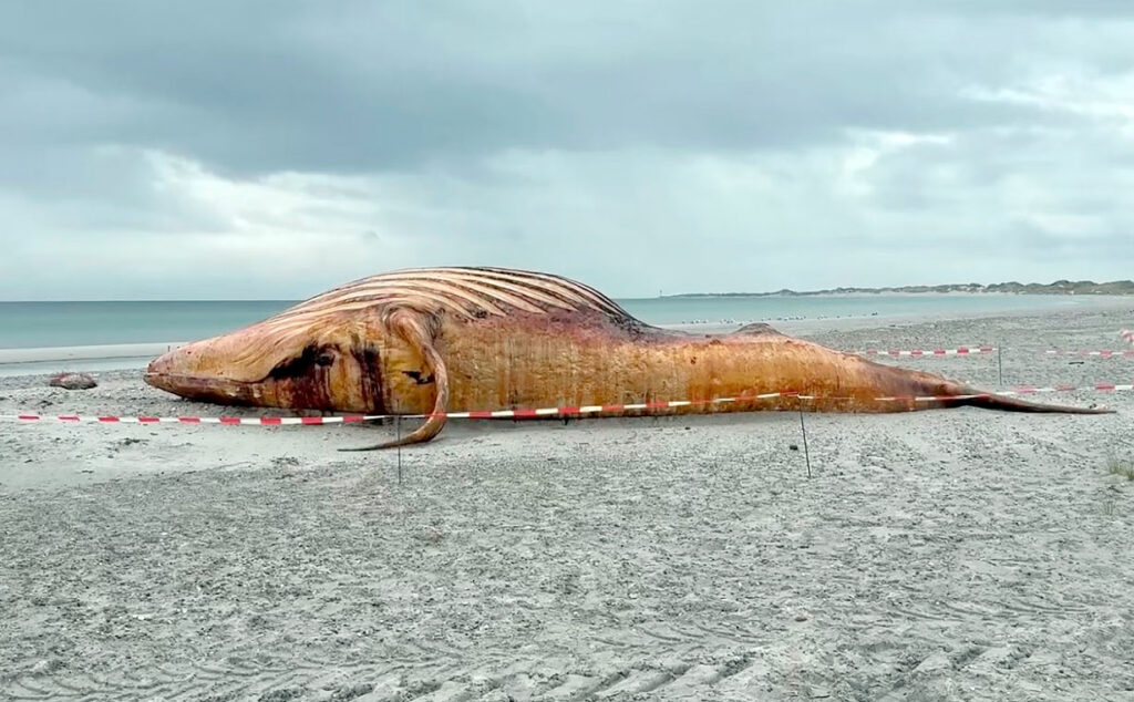 ballena jorobada, Alemania, Mar Báltico, Medio Ambiente, Dinamarca, Conservación marina, Biodiésel, Fauna marina, ballena jorobada Timmy, biocombustible a partir de ballenas, rescate de ballena en Alemania, ballena varada Alemania, muerte de la ballena Timmy, Daka Denmark, autopsia de ballena jorobada, isla danesa de Anholt, museo de historia natural de Copenhague, reciclaje de restos animales, biodiversidad marina, mar del Norte, mar Báltico, conservación de cetáceos, biodiésel en Dinamarca