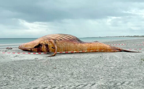 ballena jorobada, Alemania, Mar Báltico, Medio Ambiente, Dinamarca, Conservación marina, Biodiésel, Fauna marina, ballena jorobada Timmy, biocombustible a partir de ballenas, rescate de ballena en Alemania, ballena varada Alemania, muerte de la ballena Timmy, Daka Denmark, autopsia de ballena jorobada, isla danesa de Anholt, museo de historia natural de Copenhague, reciclaje de restos animales, biodiversidad marina, mar del Norte, mar Báltico, conservación de cetáceos, biodiésel en Dinamarca