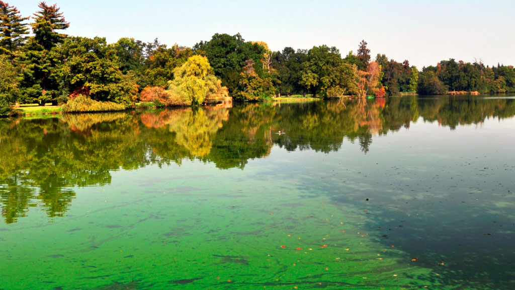 Danubio, Alemania, cianobacterias, algas verdeazules, algas azules, Kelheim, Baviera, contaminación del agua, agua contaminada, alerta sanitaria, perros intoxicados, muerte de un perro, calidad del agua, floración de cianobacterias, toxinas en el agua, riesgo para mascotas, riesgo para bañistas, río Danubio, cambio climático y ríos, salud ambiental
