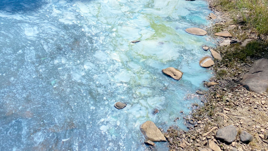 Danubio, Alemania, cianobacterias, algas verdeazules, algas azules, Kelheim, Baviera, contaminación del agua, agua contaminada, alerta sanitaria, perros intoxicados, muerte de un perro, calidad del agua, floración de cianobacterias, toxinas en el agua, riesgo para mascotas, riesgo para bañistas, río Danubio, cambio climático y ríos, salud ambiental