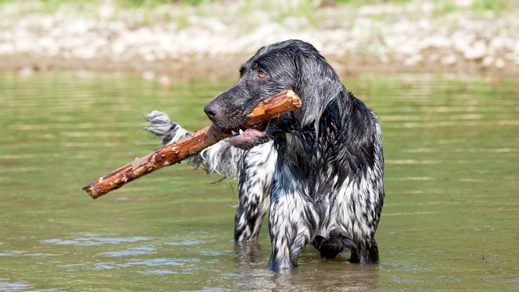 Danubio, Alemania, cianobacterias, algas verdeazules, algas azules, Kelheim, Baviera, contaminación del agua, agua contaminada, alerta sanitaria, perros intoxicados, muerte de un perro, calidad del agua, floración de cianobacterias, toxinas en el agua, riesgo para mascotas, riesgo para bañistas, río Danubio, cambio climático y ríos, salud ambiental