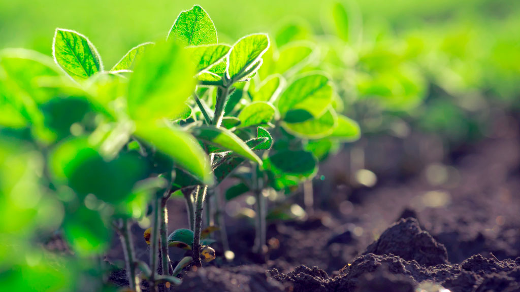 Europäischen Parlaments, Biodiesel, Argentinien, Europäische Union, EU-Kommission, iLUC, Soja, CIARA, CARBIO, VISEC, Nachhaltigkeit, Agrarwirtschaft, EU-Handel, Erneuerbare Energien, Landwirtschaft, Biodiesel Argentinien Europa, EU Parlament Biodiesel, iLUC Erklärung, Soja Nachhaltigkeit Argentinien, EU Biodiesel Verordnung, Biodiesel Exporte Argentinien, Argentinien EU Handel, Europäische Kommission Soja