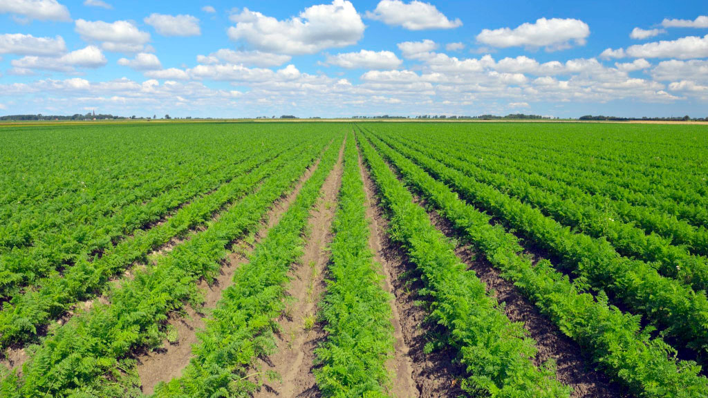 agricultura, Alemania, inteligencia artificial, Robot agrícola, Tecnología láser, Rainer Carstens, Naiture, Innovación, Agricultura de precisión, Malezas, Automatización agrícola, Herbicidas, Agricultura sostenible, Cultivos orgánicos, Robot desmalezador, Innovación agrícola, Cultivo de zanahorias, robot para eliminar malezas, láser para agricultura, agricultura ecológica Alemania, inteligencia artificial agricultura, robot agrícola con láser, desmalezado sin herbicidas, innovación agrícola Alemania, agricultura de precisión