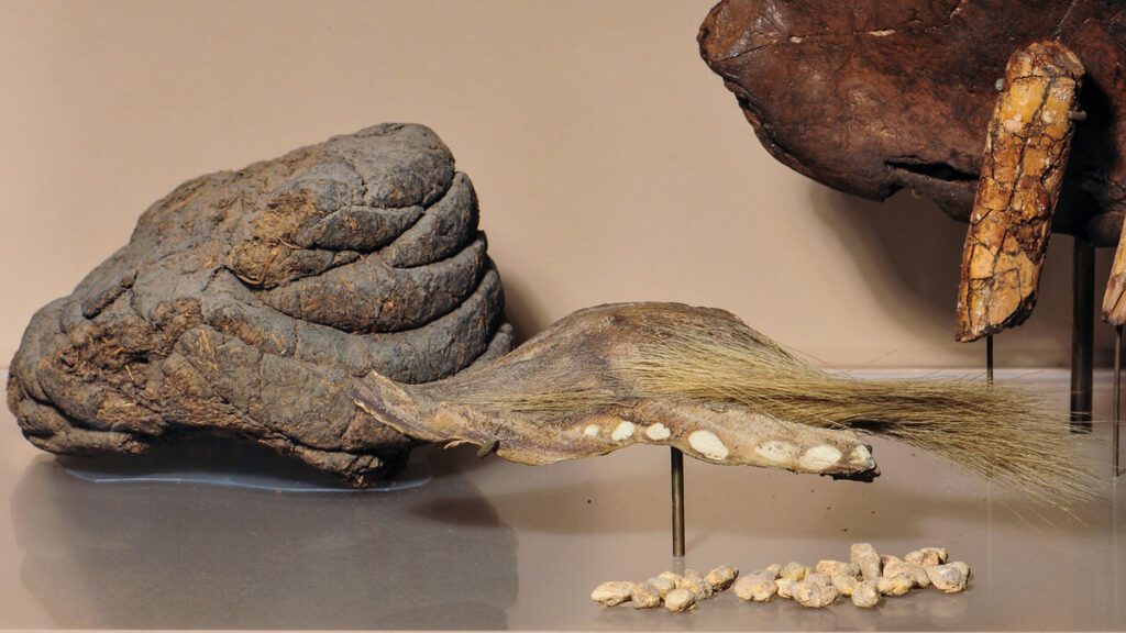 03_piel_milodon_amnh_1200x675