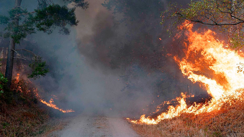 Alemania, Eifel, incendio forestal, incendio forestal en Alemania, incendio en la Eifel, incendio Hürtgenwald, Hürtgenwald, Eifel, incendios forestales Alemania, evacuación en Alemania, incendio Renania del Norte-Westfalia, Gey, incendio distrito de Düren, Bundeswehr incendio, ola de calor Alemania.